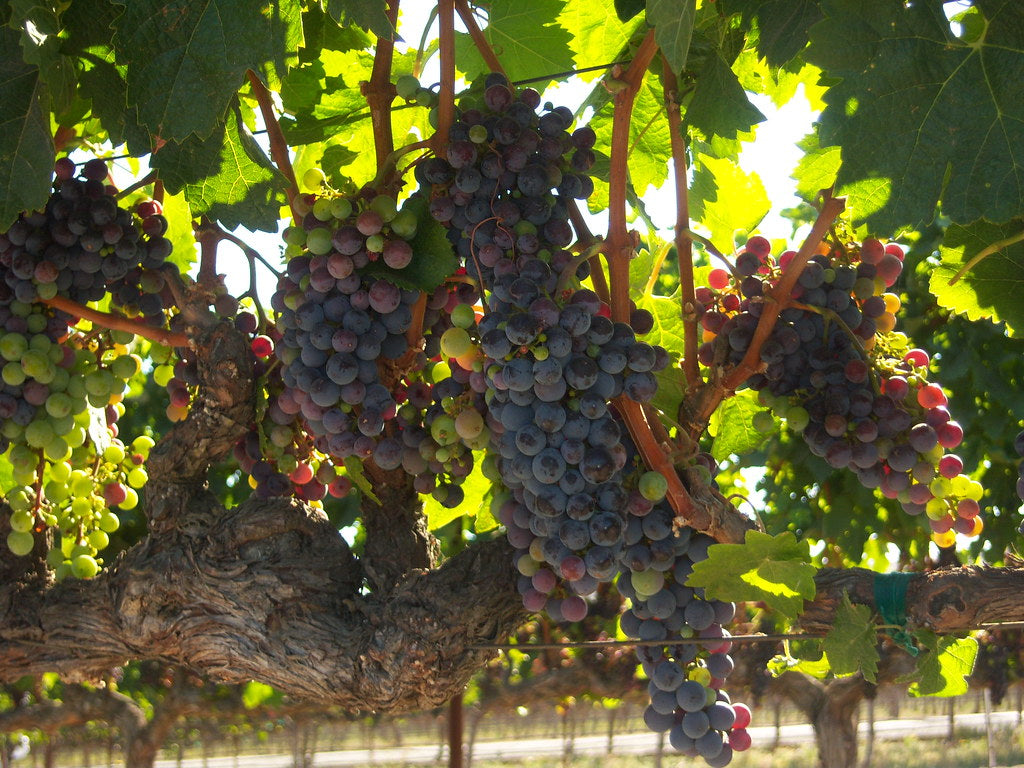 Prismatic Papers - Wine Country - Solid Color Quilling Paper Strips